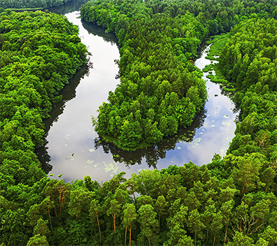 Ilustração de restauração de florestas – proteção de água e biodiversidade – Associação Verde Esperança