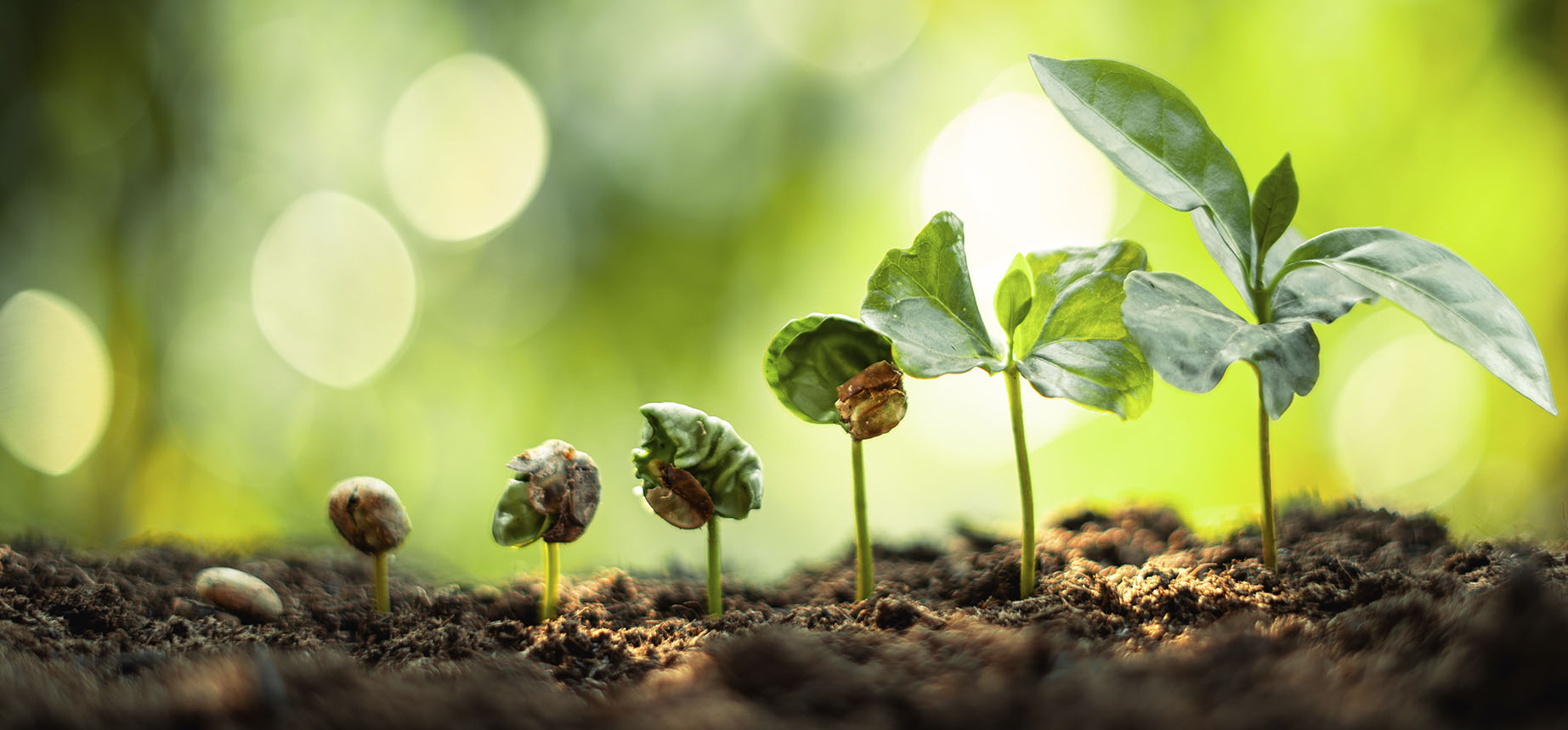 Banner do projeto Sementes de uma Nova Vida da Associação Verde Esperança, com chamada para criação de banco de sementes crioulas e nativas para reflorestamento, agroecologia e soberania alimentar.